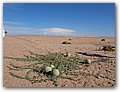 Namibia-P2102452.JPG