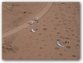 Namibia-P2112543.JPG