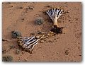 Namibia-P2112546-A.JPG