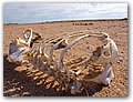 Namibia-P2112558.JPG