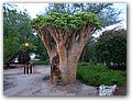Namibia-P2142726.JPG
