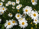 Klaus-P1310827